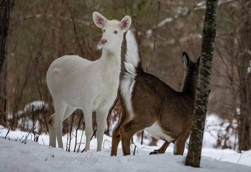 Motel Boulder Bear Motor Lodge