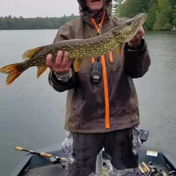 モーテル Boulder Bear Motor Lodge