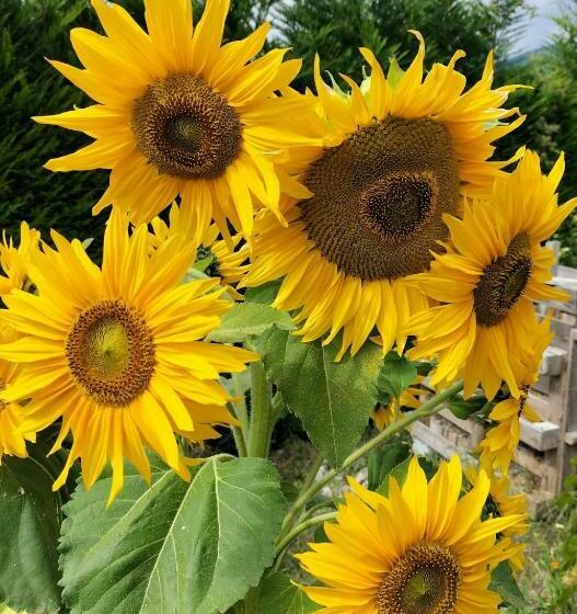 ベッドアンドブレックファースト I Girasoli