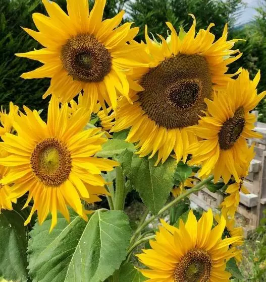 ベッドアンドブレックファースト I Girasoli