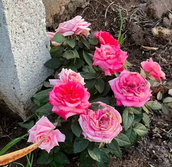 تختخواب و صبحانه The Arches House Iun F1092