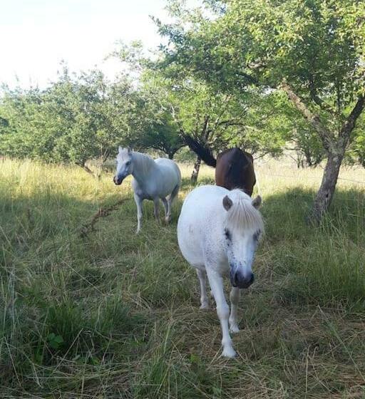 Maison Au Calme Sur Une Propriété De 40 Hectares