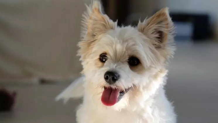 Aamiaismajoitus (B&B) L  Anima Bb & Table D Hôte