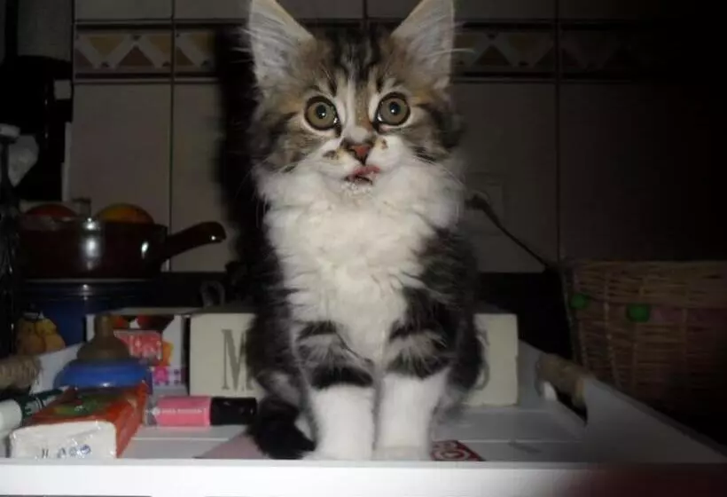 Aamiaismajoitus (B&B) L  Anima Bb & Table D Hôte