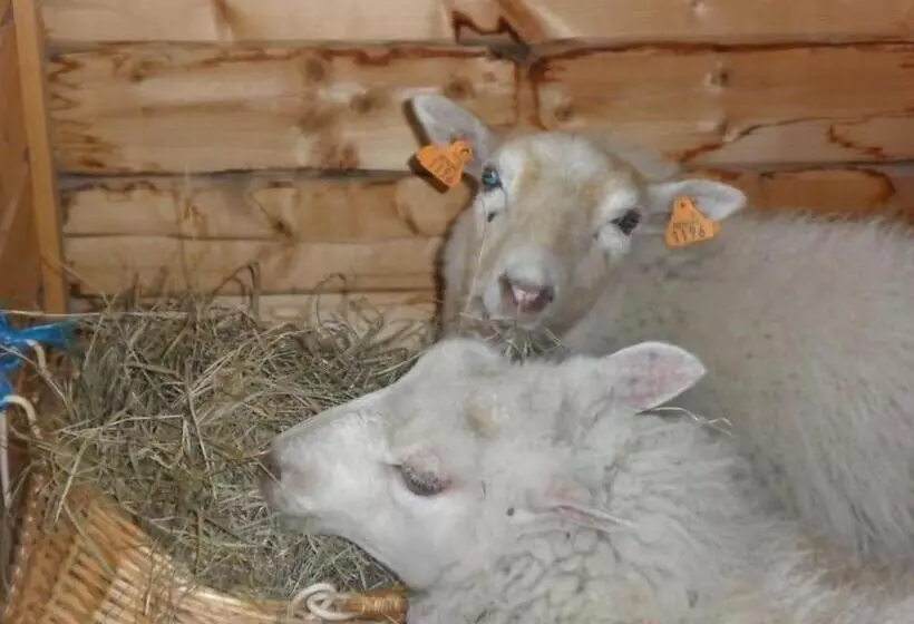 Aamiaismajoitus (B&B) L  Anima Bb & Table D Hôte