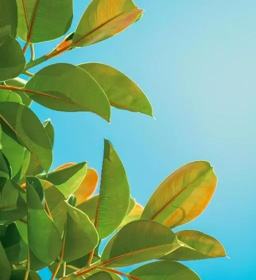 Feri Surf Club Hotel Datça