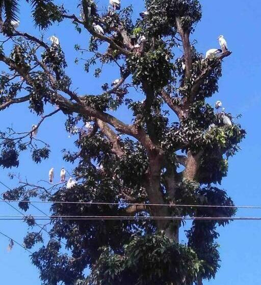 Chang Ghar    An 1 Bedroom Independent Homestay