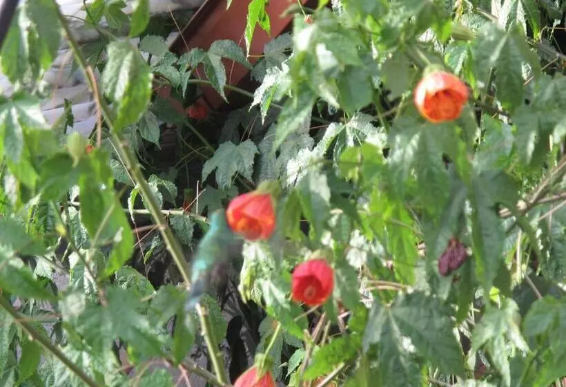 Casa De Mama Cusco The Treehouse