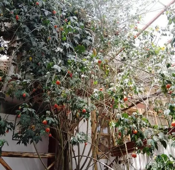 Casa De Mama Cusco The Treehouse