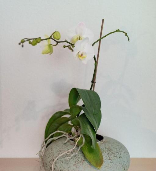 호텔 Gästehaus Lässer