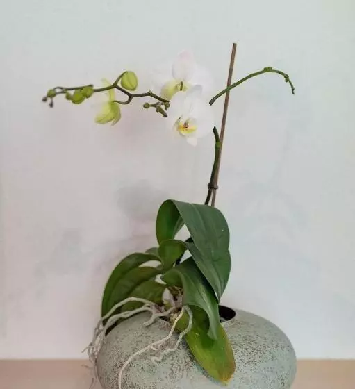 ホテル Gästehaus Lässer