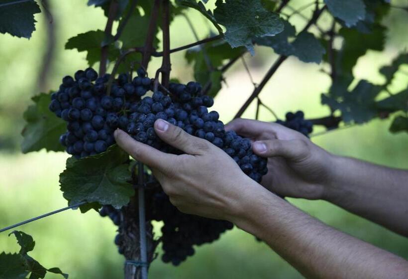 Отель Winzerhof Kiss