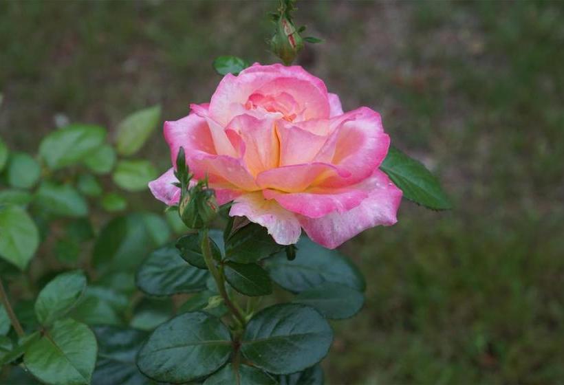 هتل Hôtel Restaurant La Sauldraie