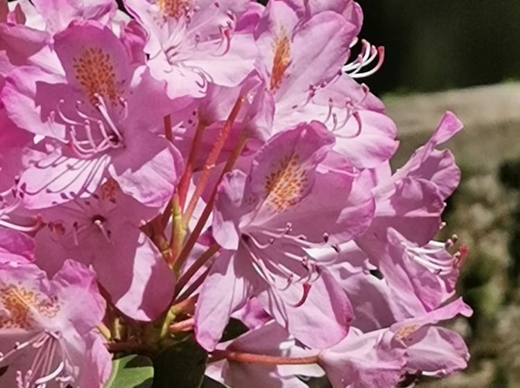 Отель Hôtel Ambroise