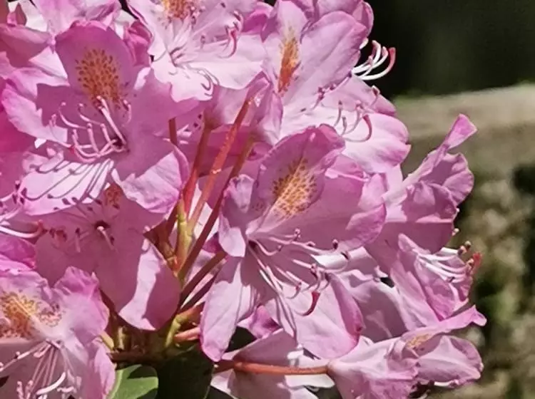 ホテル Hôtel Ambroise