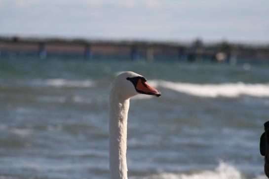 酒店 Tarnewitzer Hof