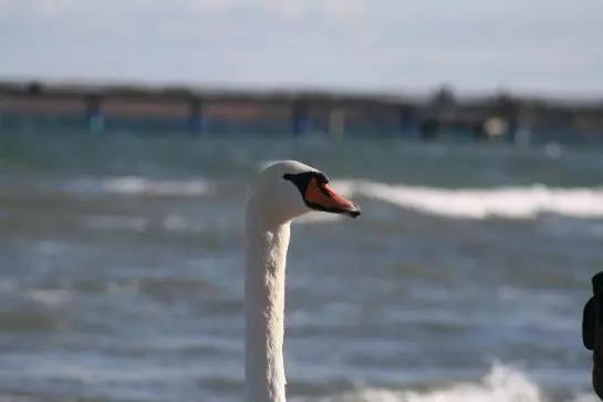 酒店 Tarnewitzer Hof