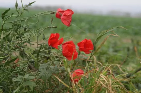 酒店 Tarnewitzer Hof