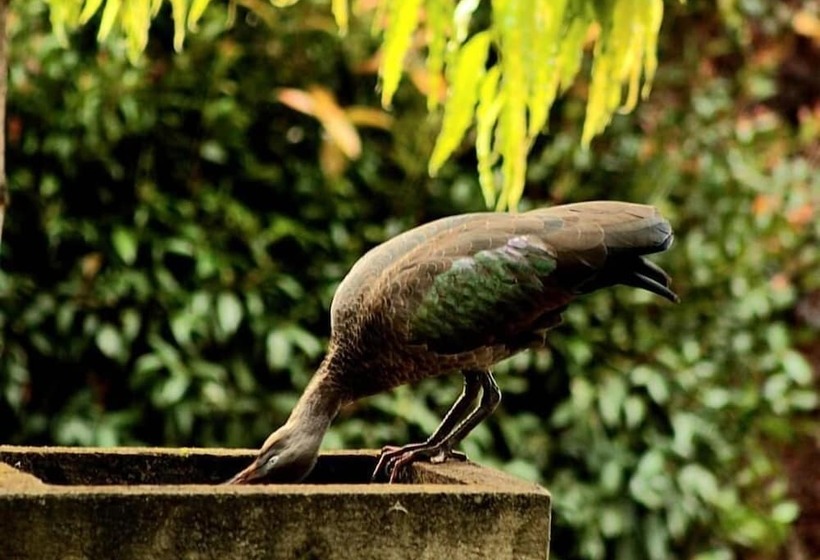 تختخواب و صبحانه Aivilo Home