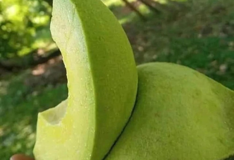 تختخواب و صبحانه Aivilo Home