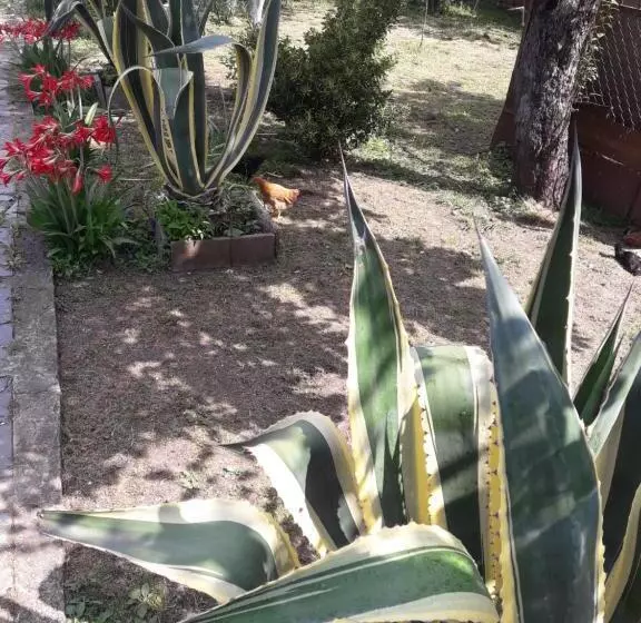 پانسیون Ni  Ke