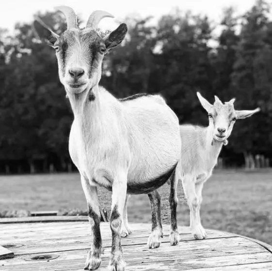 Aamiaismajoitus (B&B) Gîte à La Ferme Chant Alouette
