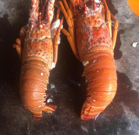 פנסיון Guest House Lua