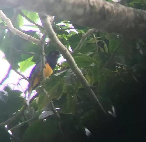 ホテル Cahuita