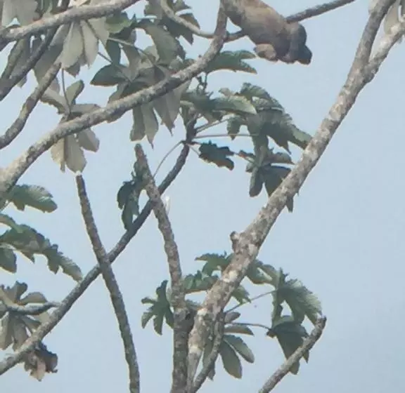 ホテル Cahuita