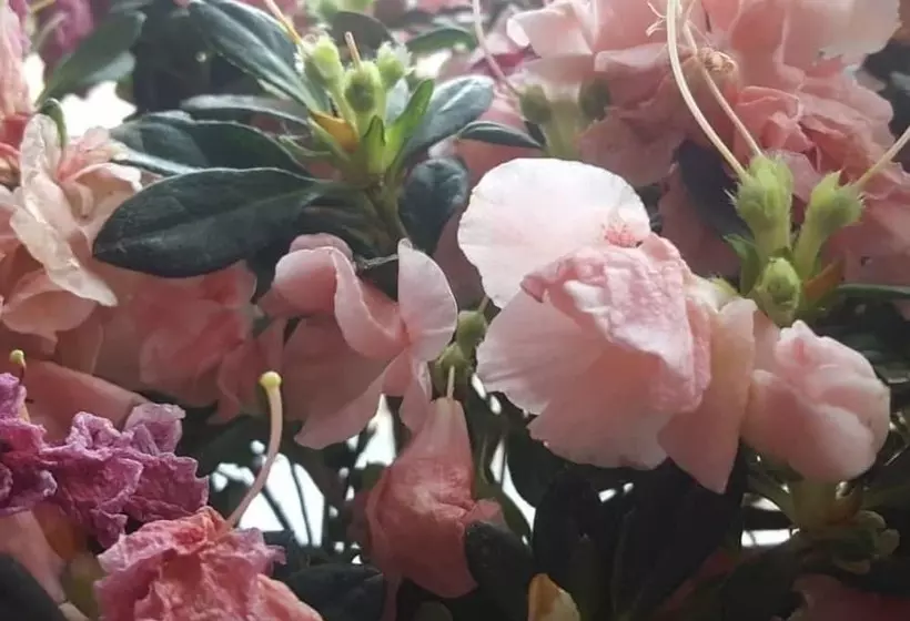 בית מלון כפרי Euro