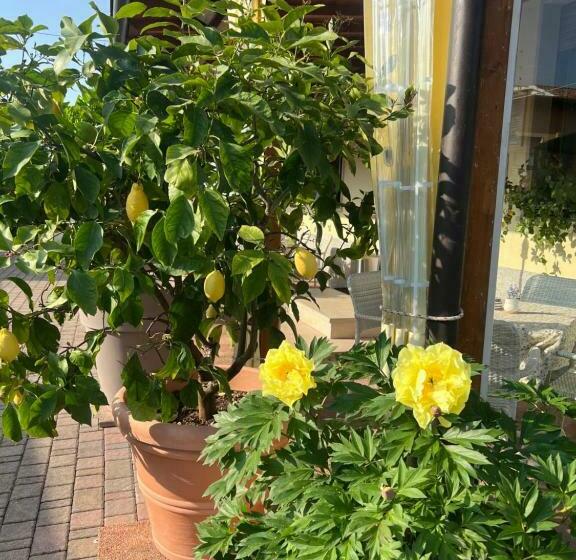 פנסיון La Mimosa Lazise