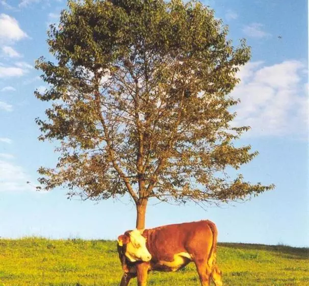 Ferienhof Kriechbaumer