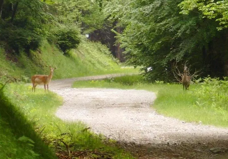 Отель Albergo Ristorante Guidi