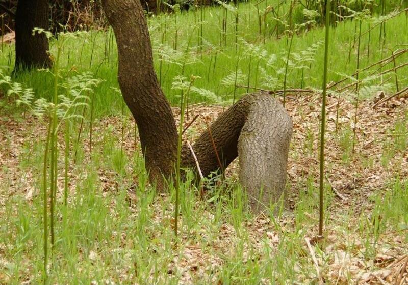 בית מלון כפרי Albergo Ristorante Guidi