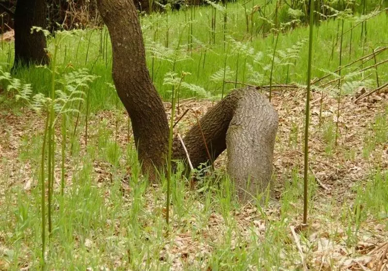 Отель Albergo Ristorante Guidi