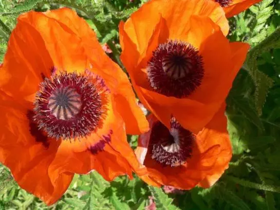 Отель Bruckwirt