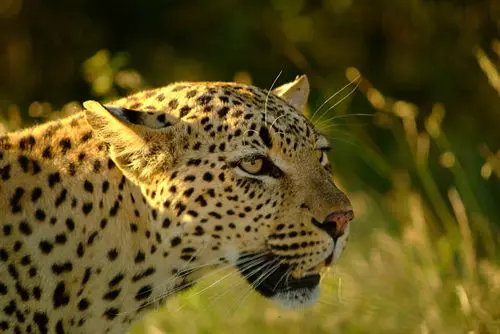 Pension Nandina Guest House