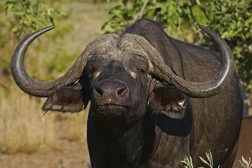 Pension Nandina Guest House