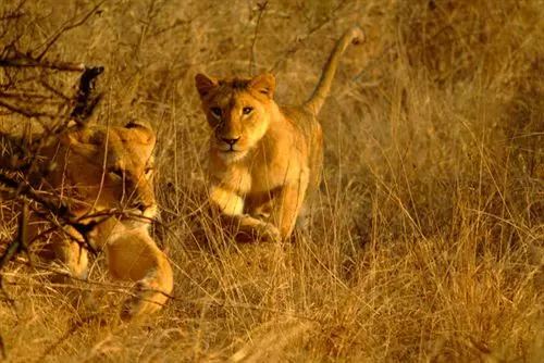 Pension Nandina Guest House