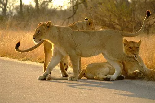 Pension Nandina Guest House