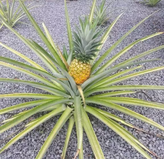 Retkeilymaja Rancho Tranquillo