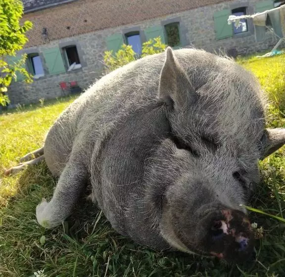 Charmante Maison Avec Cheminée, Grand Jardin Et Boxe Chevaux