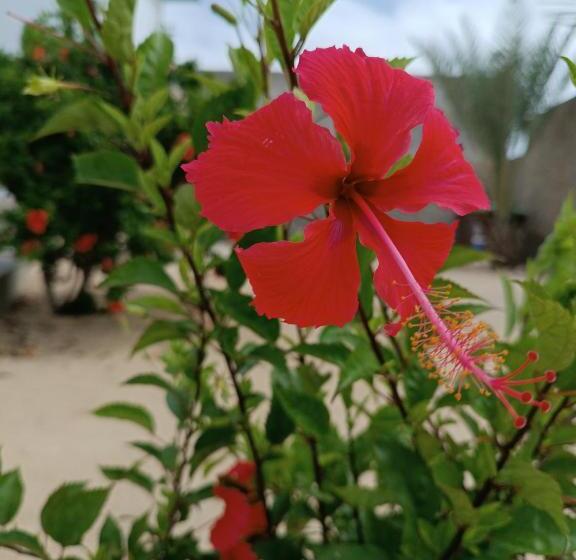 Vilas Na Areia Apart