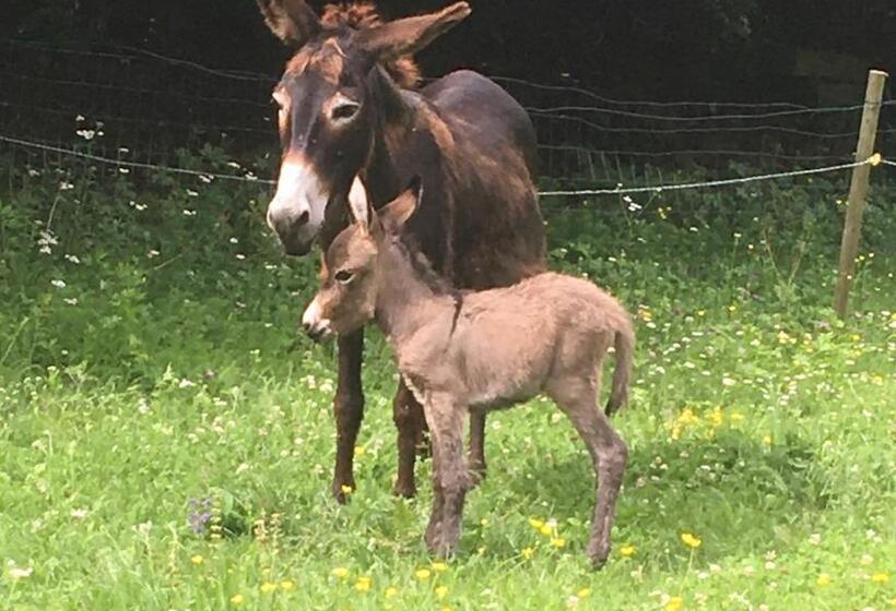 B&b L Asinello Rampante