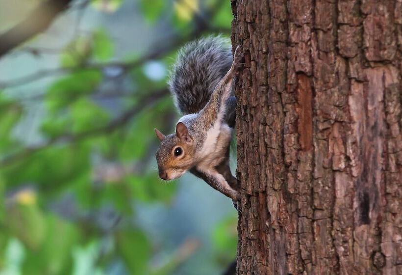 Agriturismo Il Torrione