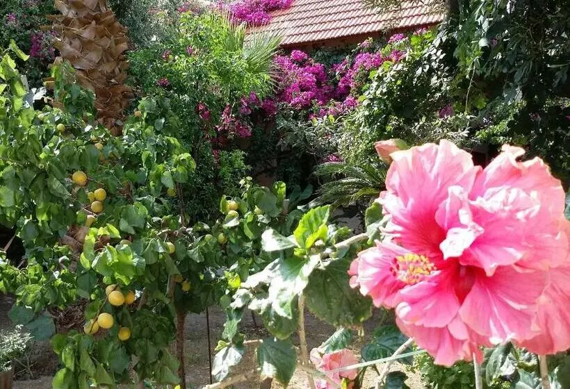 Olive Tree Cottages