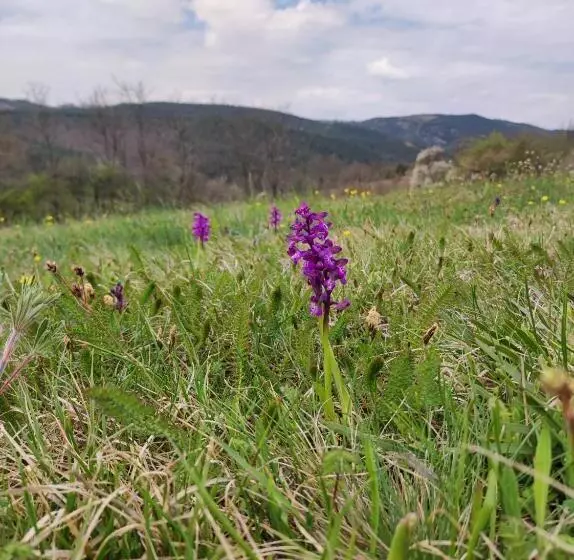 Dedina Kuća