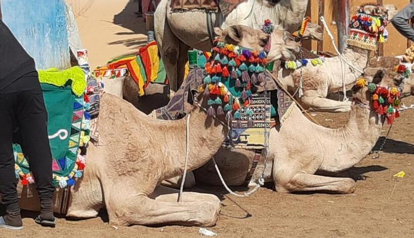 پانسیون Nile View Rana Nubian Guest Houes