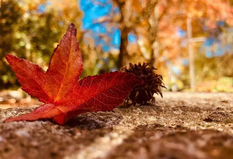 Douro   A Casa Do Rafael