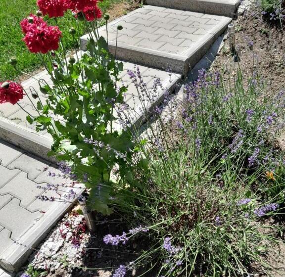 پانسیون Casa Alex